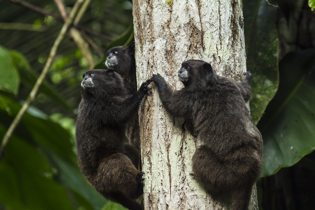 Amazon Monkeys near Jungle Eco-lodge